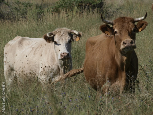 vaca y ternero en la provincia de Madrid