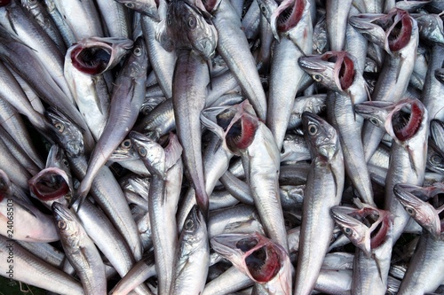 Obraz na płótnie poissons morts, quotas et surpêche