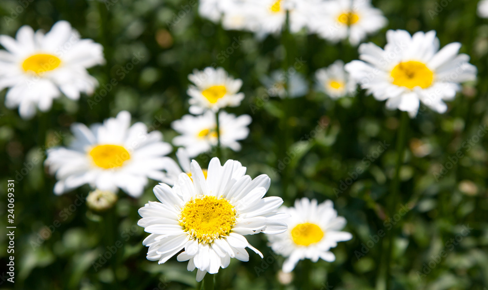 Champ de marguerites Champ de marguerites