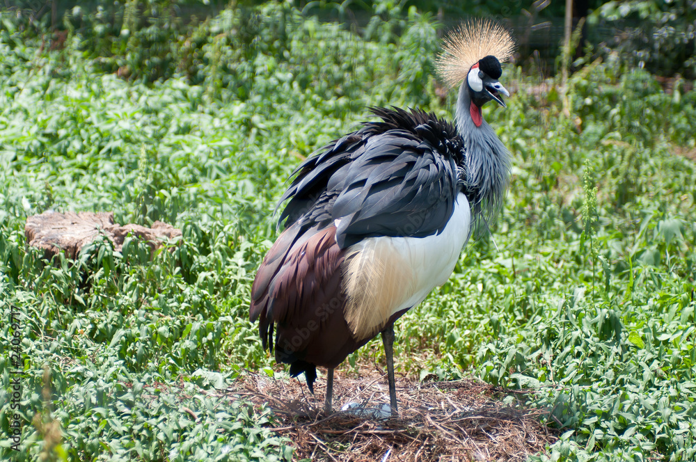 Fototapeta premium Protecting Peacock