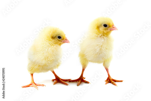 Yellow chickens