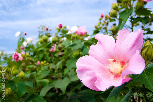 Konstfotografi スイフヨウの花