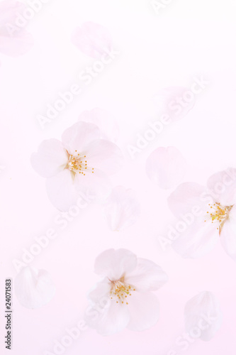 サクラの花びら © sakura