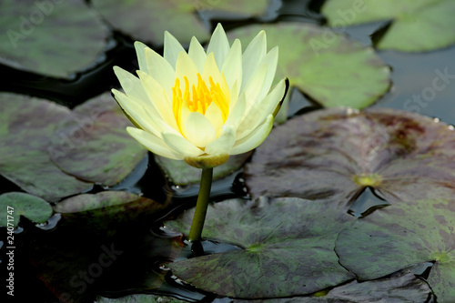 ninfea fiori 436