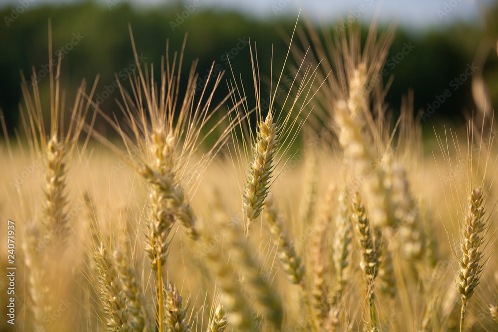 Obraz premium Wheat ears in a field