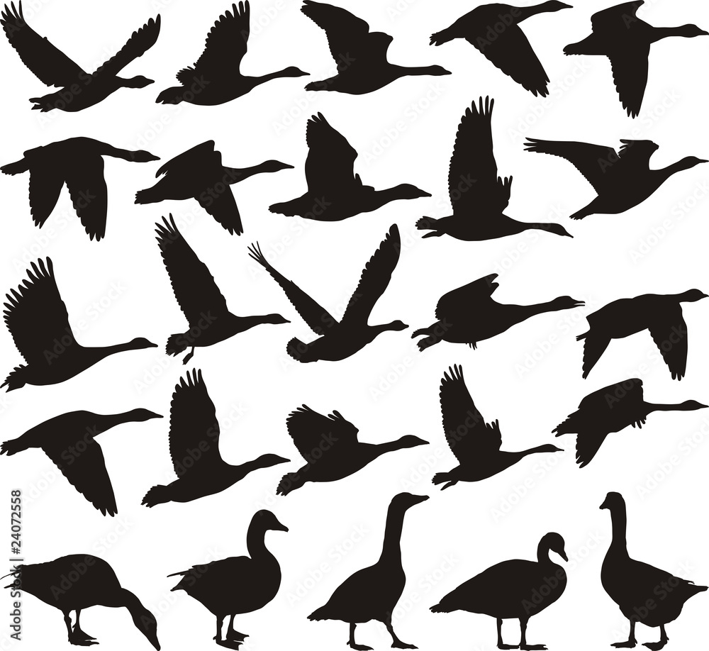 Geese black silhouette Geese black silhouette