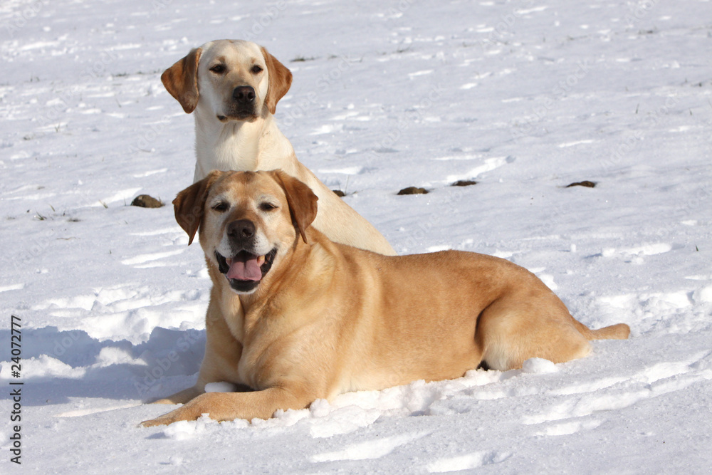 Zwei Labrador Retriever