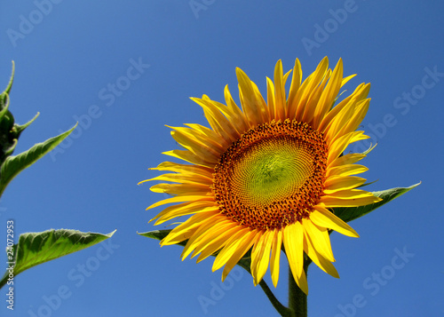 girasole