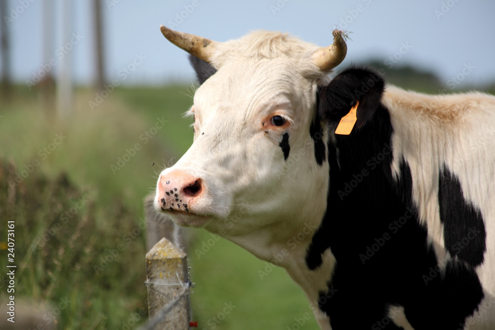 vache vache