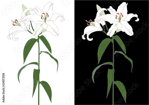 ユリの花