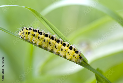 caterpillar © dabjola
