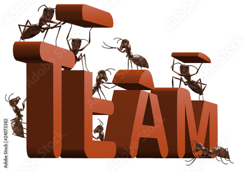 ant teamwork team building cooperation
