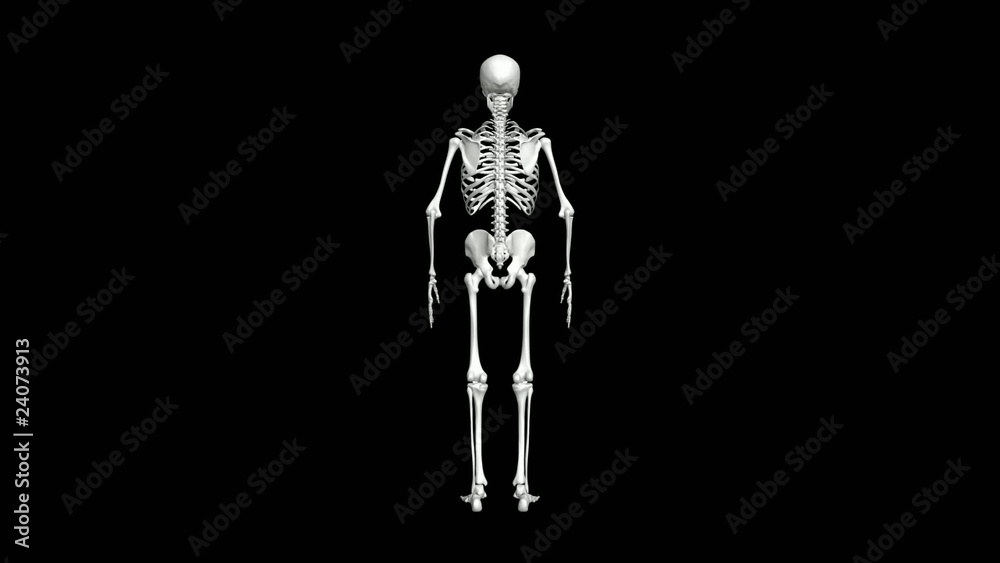 Skeleton rotation loop Skeleton rotation loop