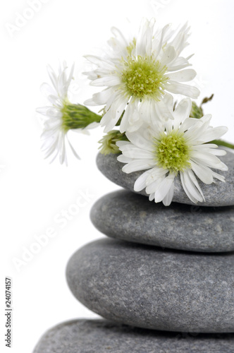 Pebbles stack with white daisy