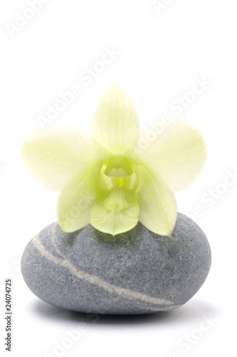 Nature stones with white orchid