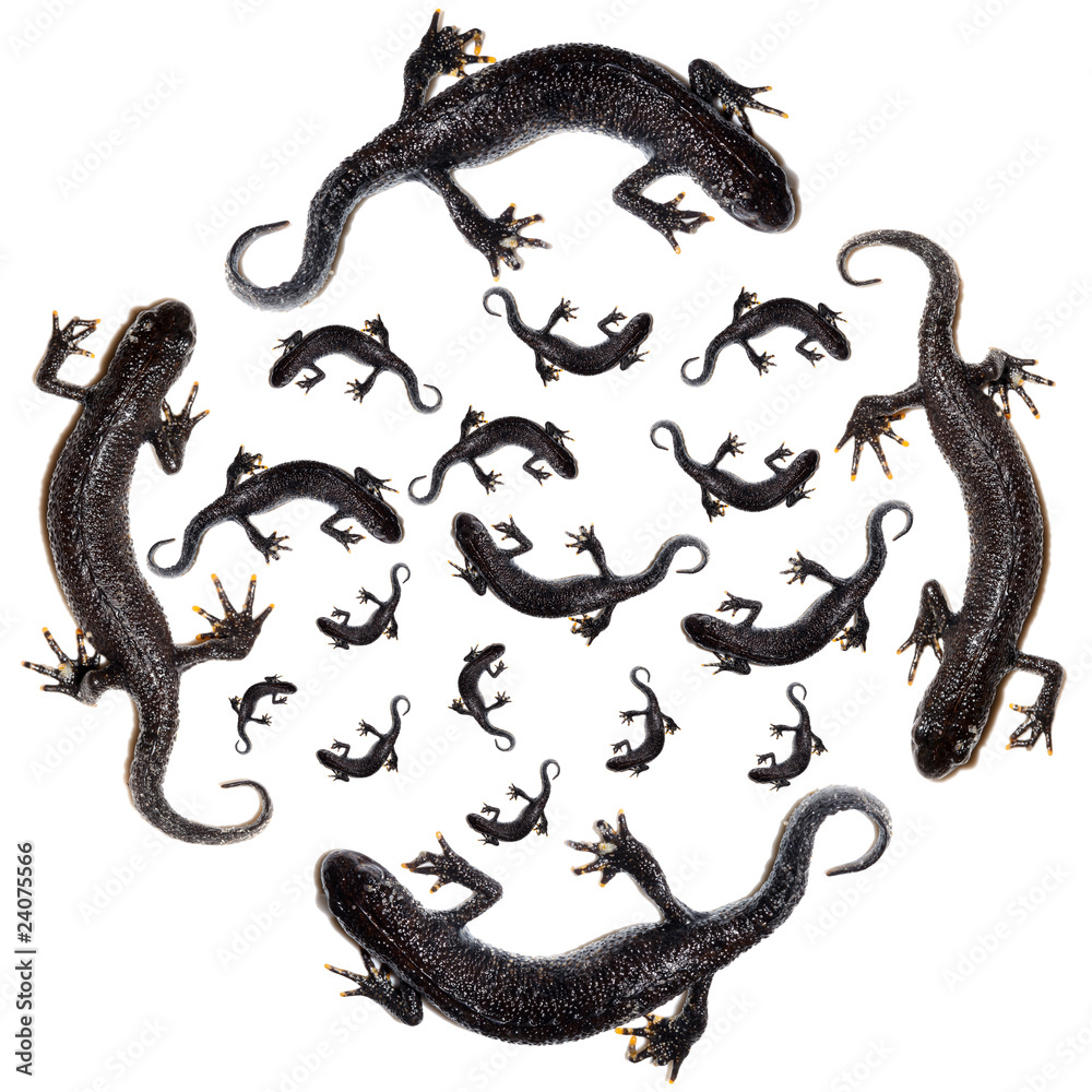 Fototapeta premium Triturus cristatus, Great Crested Newt