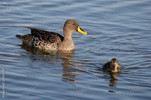 Duck and Duckling