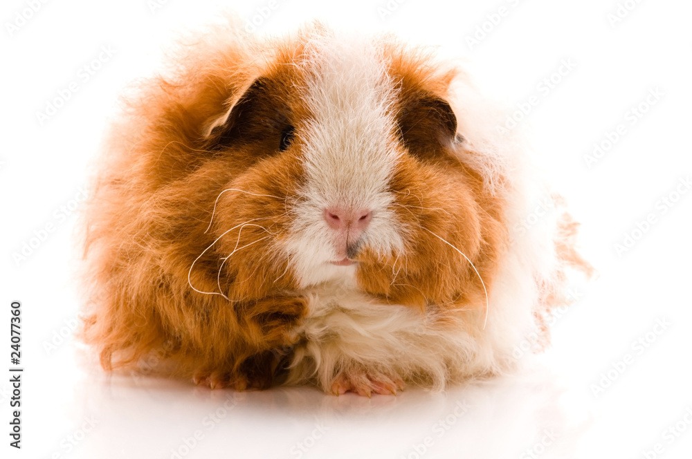 guinea pig isolated on the white background. texel guinea pig isolated on the white background. texel