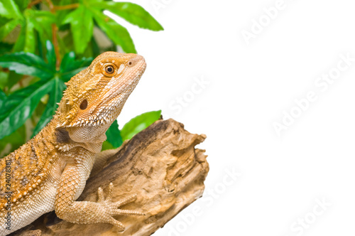 Bearded Dragon