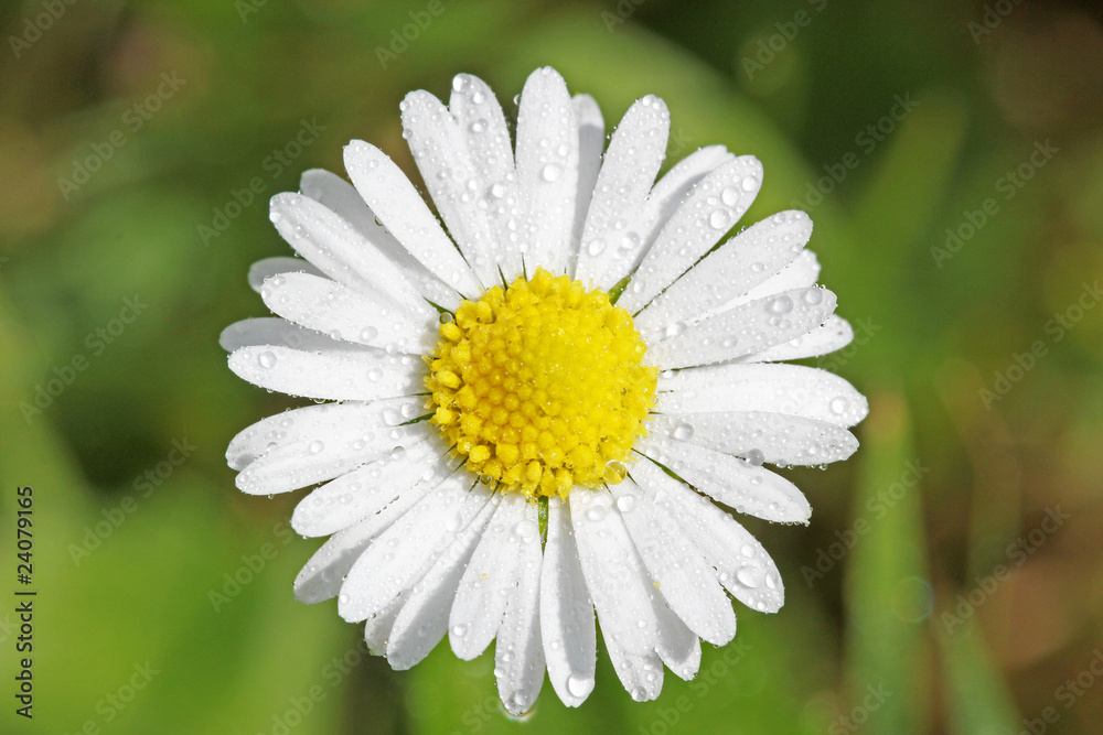 Obraz premium Gänseblümchen