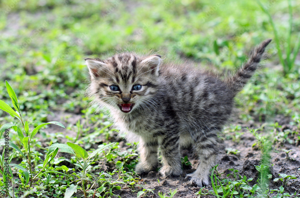 Kitten Hissing