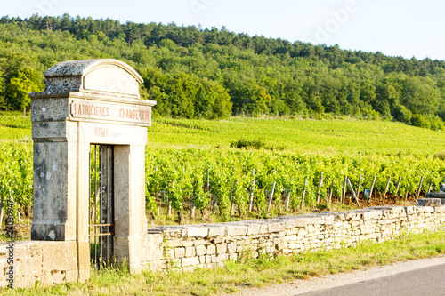 Latricieres vineyard, Chambertin, Cote de Nuits, Burgundy, Franc photo
