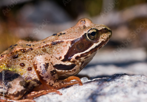 Portrait of a toad