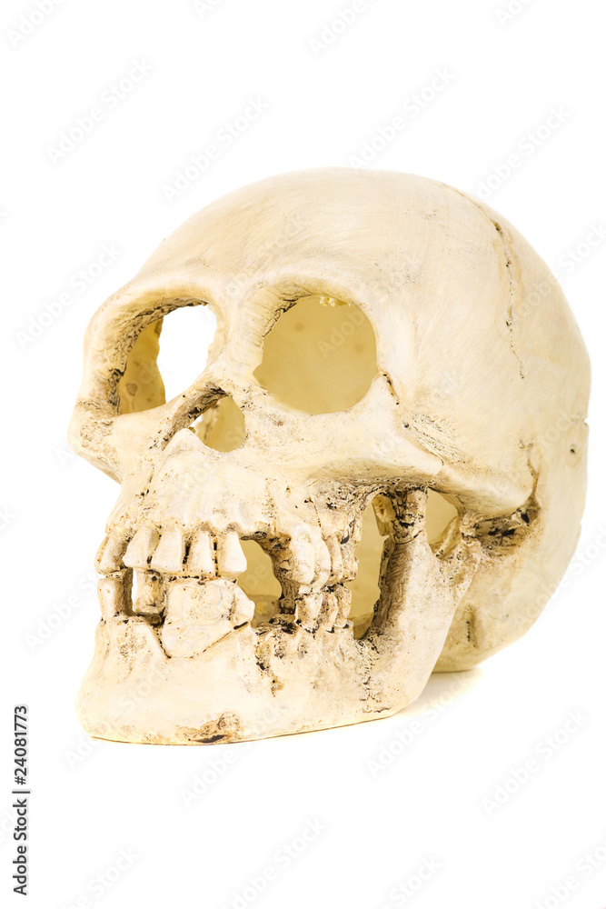 Obraz premium plastic skull isolated on the white background