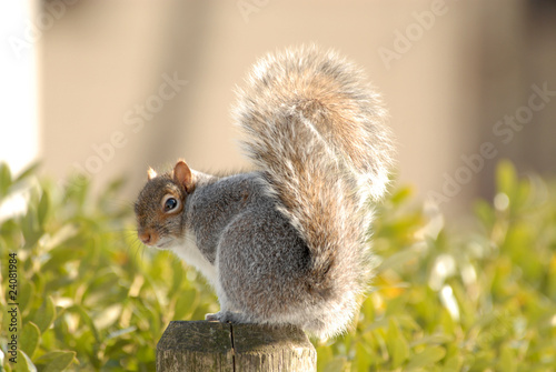 Squirrel