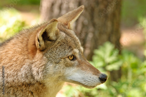Coyote