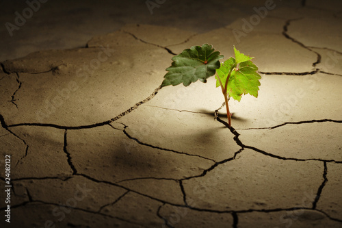 sprout vine in droughty ground