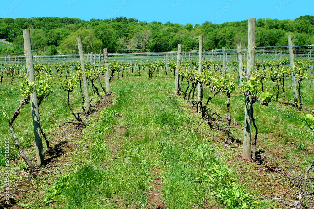 Grape vineyard in springtime