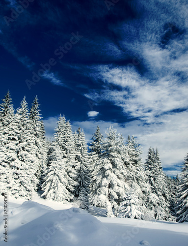 winter forest © Željko Radojko