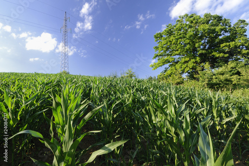 Corn field on the hill