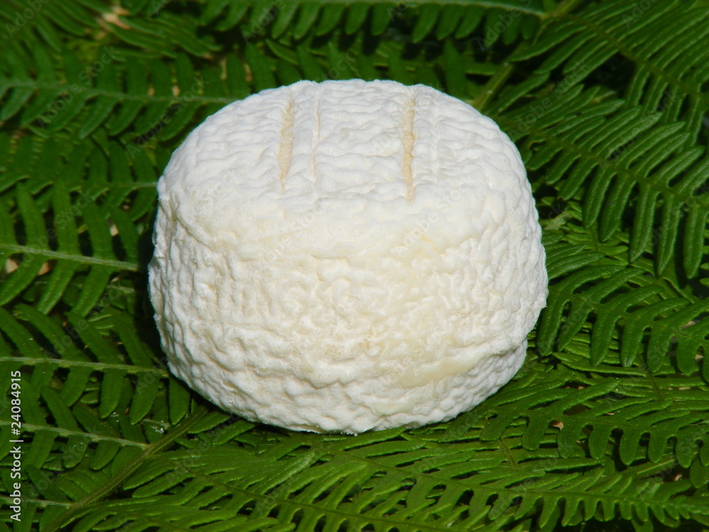un fromage de chèvre frais un fromage de chèvre frais