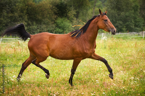 Horse walking on grass field © Dixi_