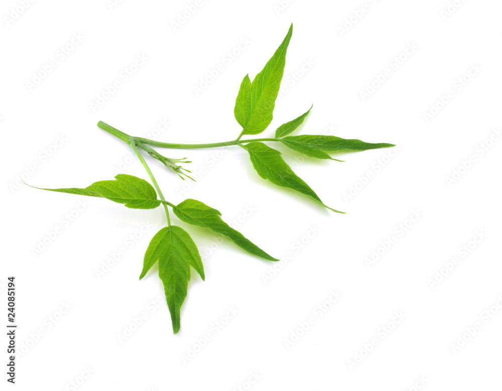 Twig with green leaves Twig with green leaves