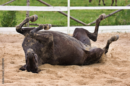 Horse laiyng in sand