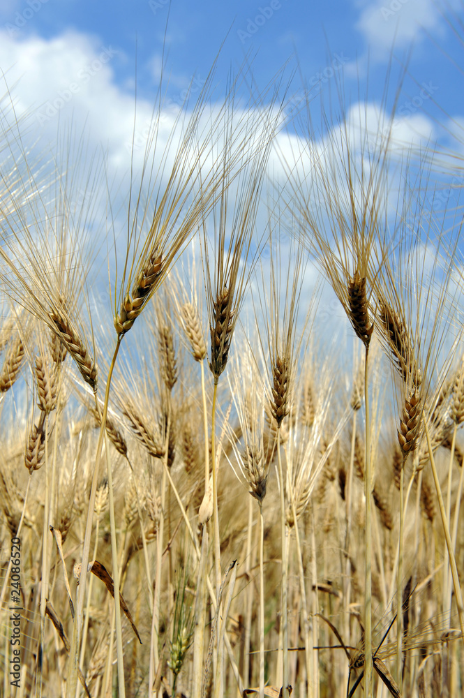 Fototapeta premium Gerste_d2665