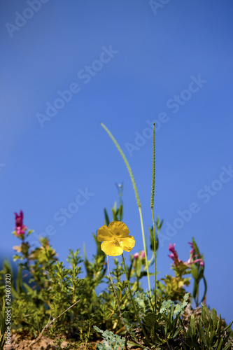 Glaucium flavum, Papaveraceae. Plateau Assy in Kazakhstan, Asia.