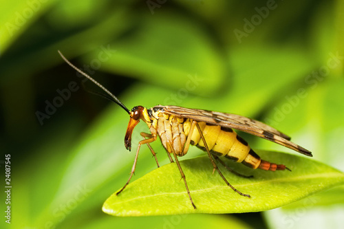 Scorpion Fly