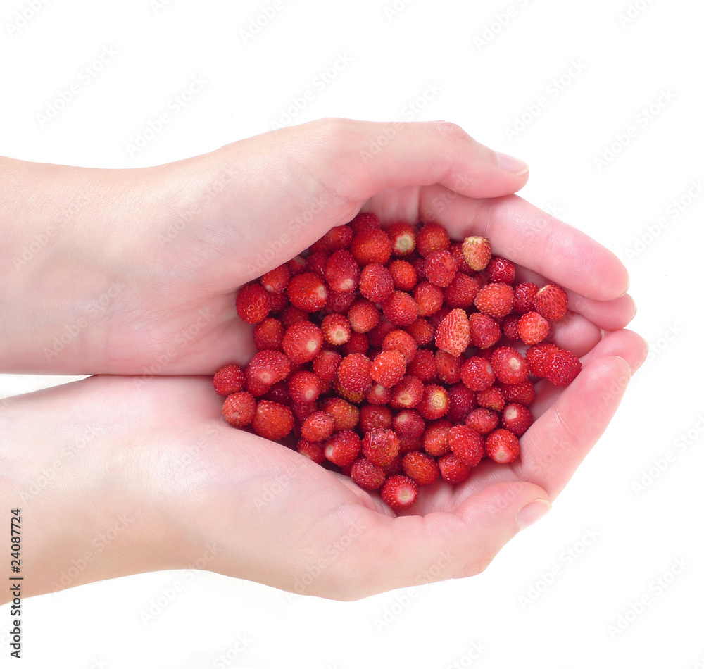 hands hold wild strawberries hands hold wild strawberries