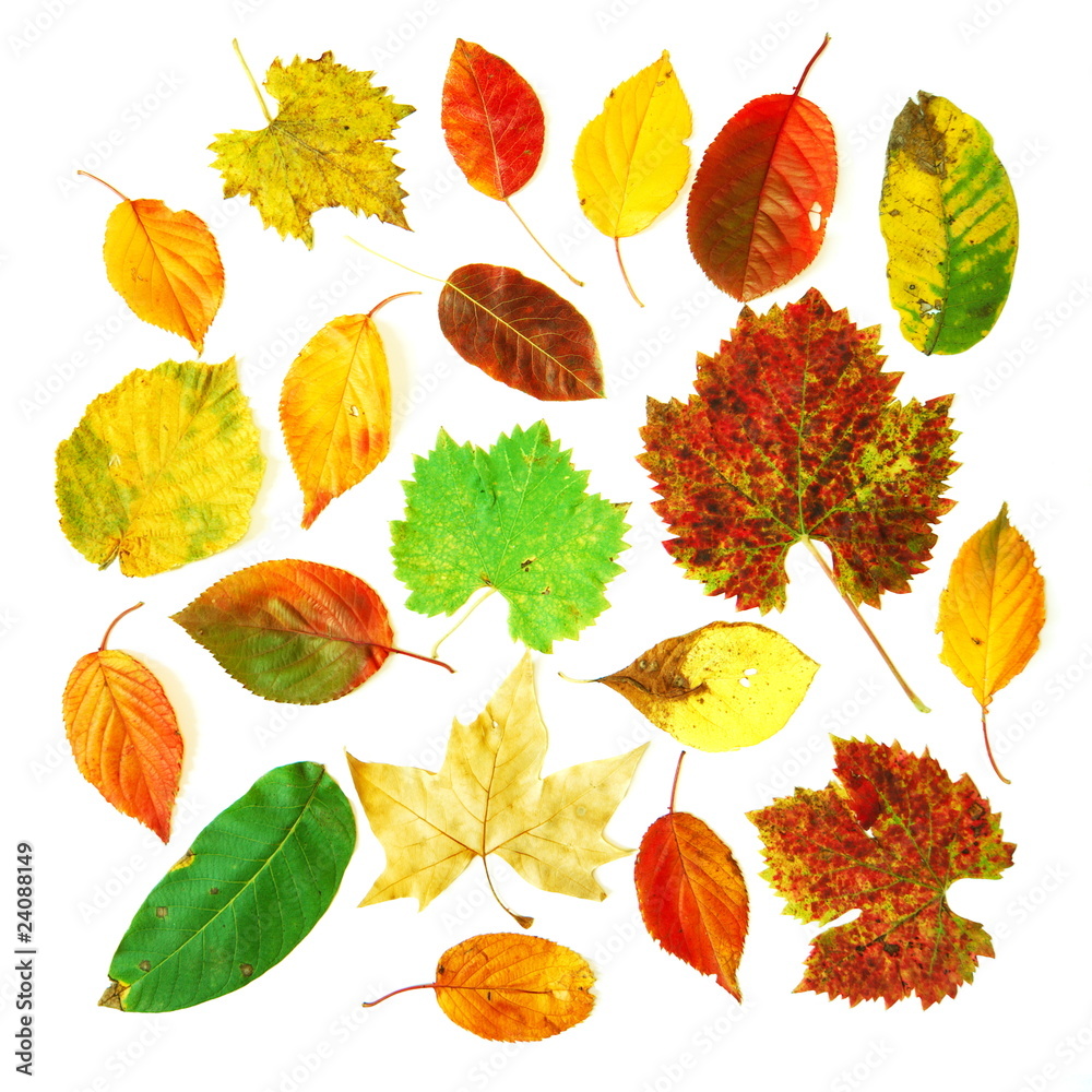 Fototapeta premium Leaves collection