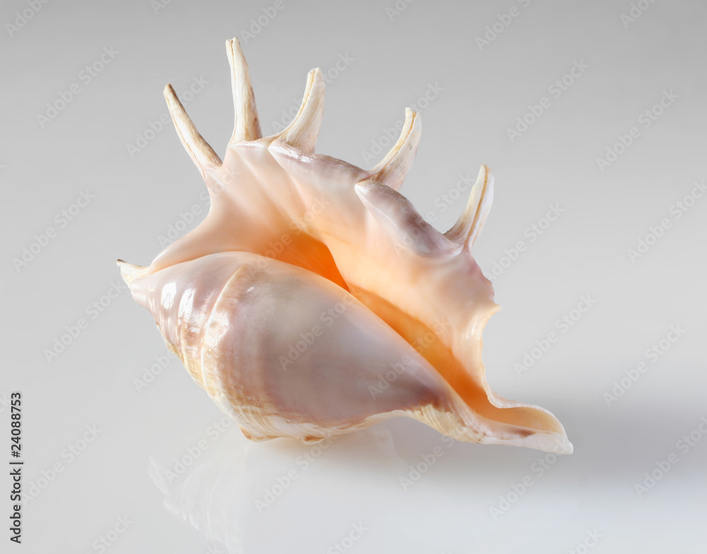 Shell