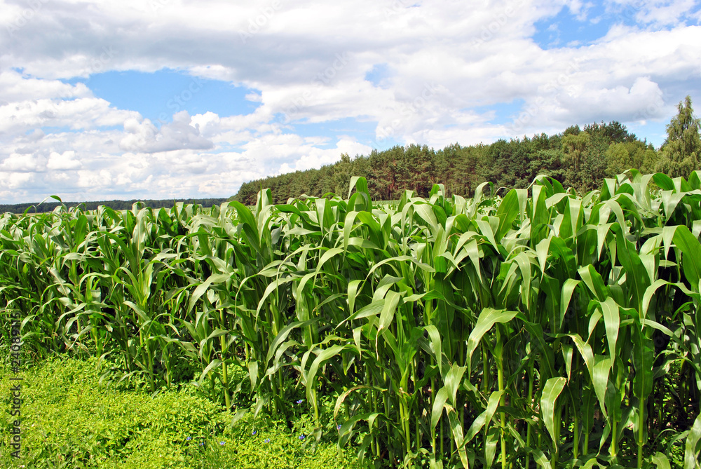 The Harvest of the corn on field. The Harvest of the corn on field.