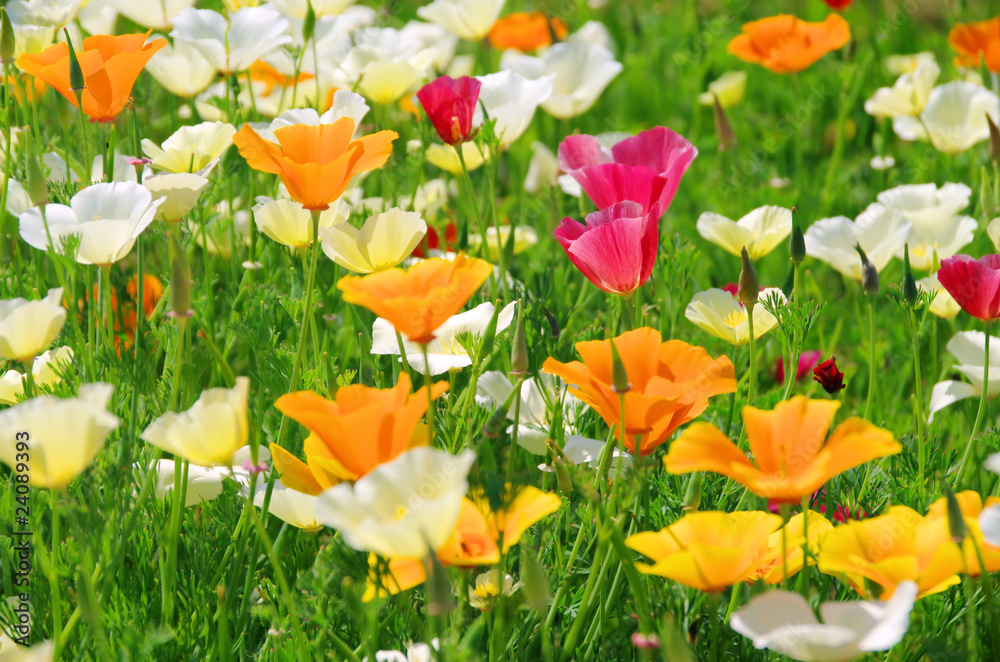 Fototapeta premium Kalifornischer Mohn - California poppy 26