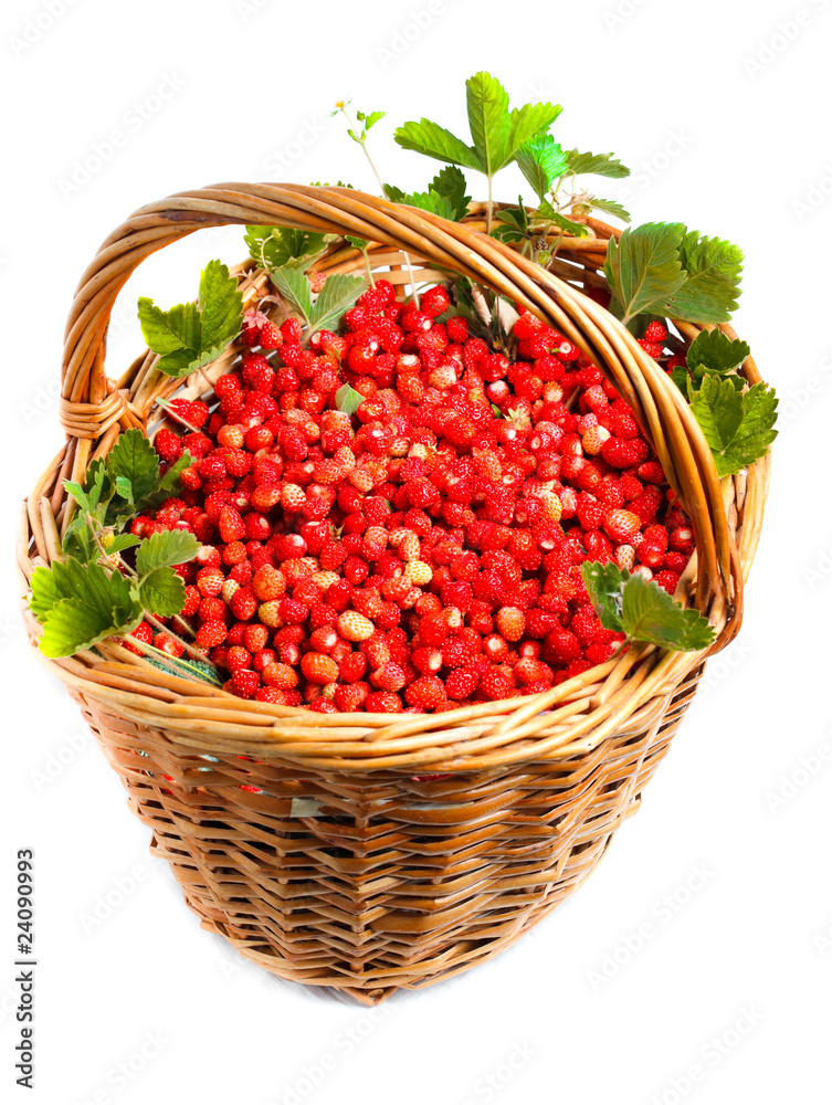 Fragaria vesca, Woodland Strawberry Fragaria vesca, Woodland Strawberry