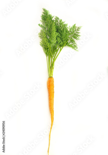 Carrot on white background