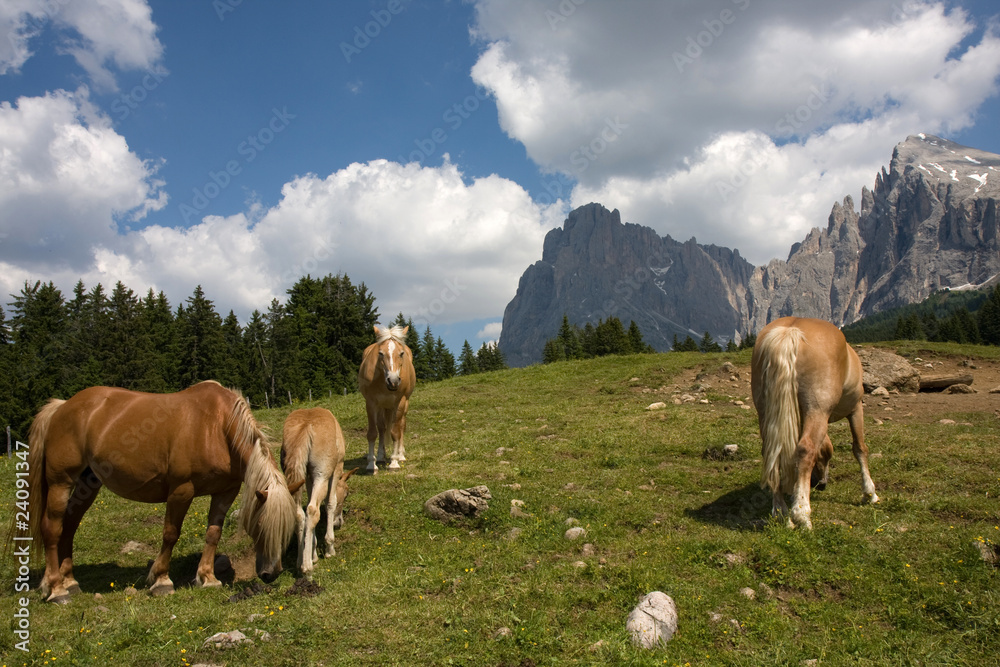 Fototapeta premium Cavalli al pascolo Dolomiti