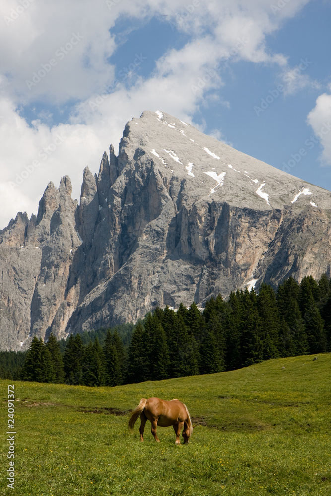 Cavallo al pascolo sullo sfondo delle Dolomiti